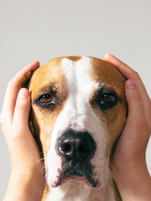 Silêncio para Pets: Criando um Ambiente Tranquilo para os Animais