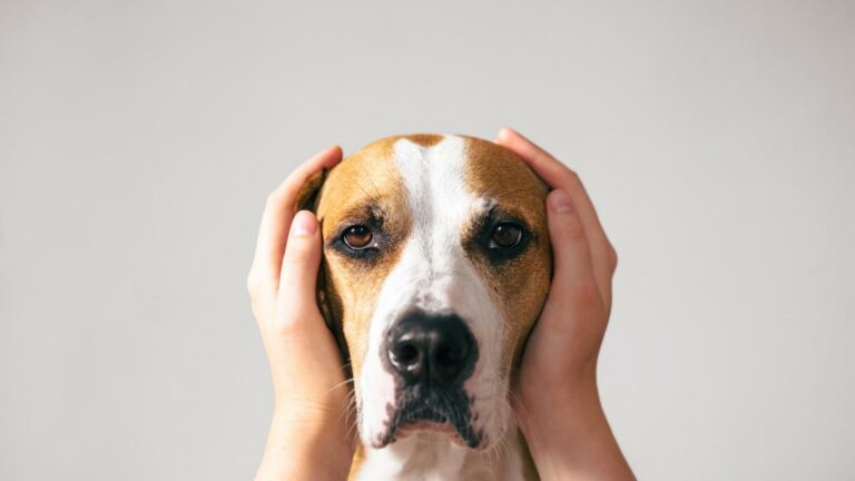 Pessoa com mãos na orelha de cachorro de modo a promover o silêncio para pets.